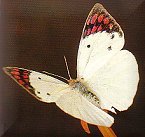 Queen Purple Tip butterfly (Steve Woodhall)