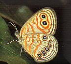 Zulu Shadefly butterfly (Steve Woodhall)
