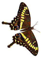 Emperor Swallowtail butterfly (Steve Woodhall)