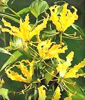 Yellow Flame Lilly (Gloriosa superba var. suberba)