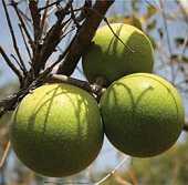 Green Monkey Orange (Strychnos spinosa)