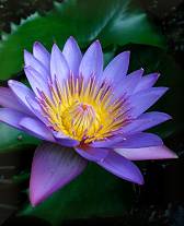 Day Waterlily (Nymphaea nouchali)