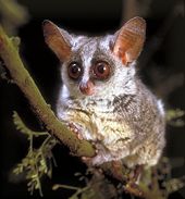 Lesser Bushbaby (Galago moholi)