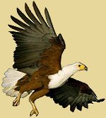 African Fish Eagle
