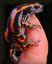 Banded Rubber Frog (Phrynomantis bifasciatus bifasciatus)