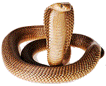 Cape Cobra